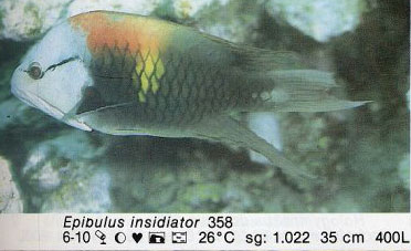 Epibulus insidiator